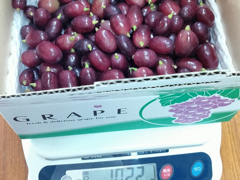 【予約用】クイーンセブン 500g、1kg 2025年8月中旬から収穫予定】 大人気 お買い得 クイーンセブン