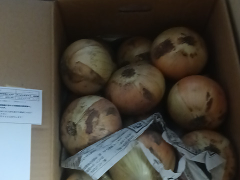 【最後のチャンス！】シャキ甘「七宝」と加熱でトロける「ボルト」食べ比べ5kg（サイズ混合）