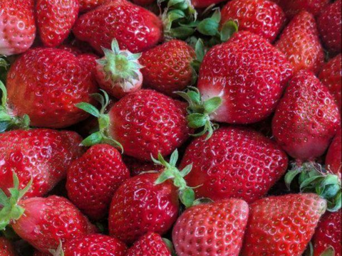 【クール便】加工用いちご^^農家直送だから！新鮮(1kg)
