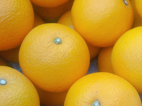 シャキ、プチっとした歯触りが特徴！爽やかな酸味と控えめな甘みの早生八朔　（2ｋｇ：7個前後）