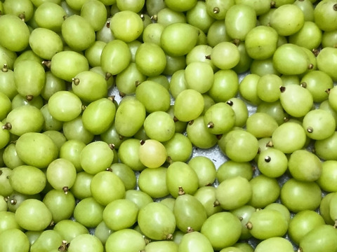 【期間限定販売】クイーンセブン＆シャインマスカット 粒パック　※どちらも種なし皮ごと　※シャインは若い木の中粒のものになります