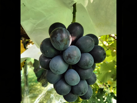 ブドウの本場山梨県産　大人気ナガノパープル　種なし皮ごと大粒！　約2.4キロ（4〜5房）