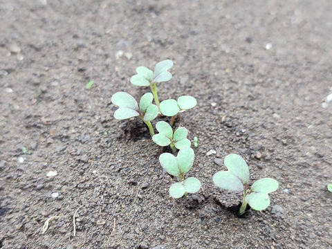 【アワード受賞福袋】旬野菜おまかせSセット(5品目) 期間限定！！
