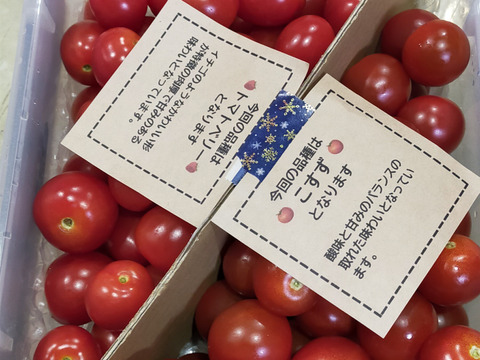 【食べ比べ 】食卓に笑顔を　ハートの様な形のトマトベリー＆ミニトマトのセット 1.5kg【千葉県旭市産】【トマト食べ比べ】