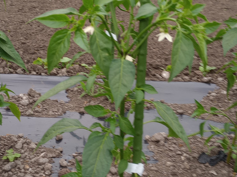 農家の手作り七味唐辛子！各２３ｇ入り３袋選択！