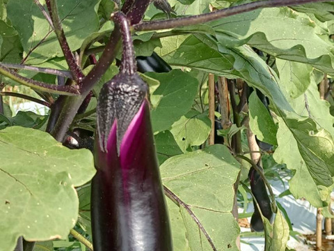 自然栽培なす　焼き茄子、正直とろけます！【予約販売開始　数量限定】自然栽培★希少固定種 在来種専門農家（ Awaji369farmからお届け）農薬不使用　無肥料栽培【淡路島産　固定種　なす1.5kg】