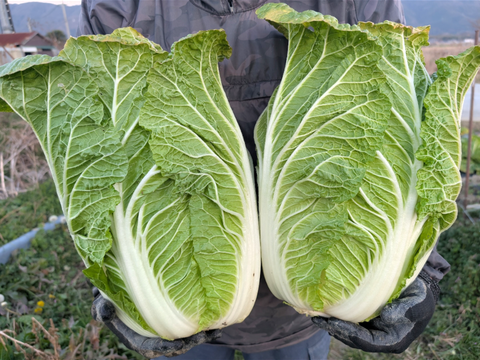 【食べ比べ】京の冬野菜セット2026【漢方栽培】