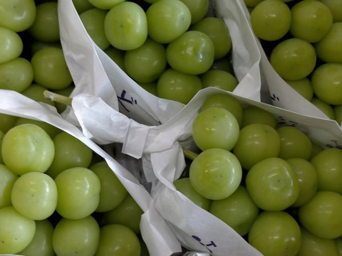 長野県産 「ナガノパープル」「シャインマスカット」 2房入り 合計900g