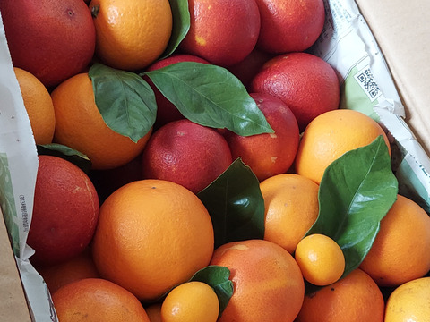 【お徳用】 ブラッドオレンジ  モロ &タロッコ  約5kg