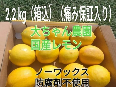 採れたて【4/中旬収穫】皮ごと使える❣国産ユーレカレモン2kg(箱込）＋痛み保証増量