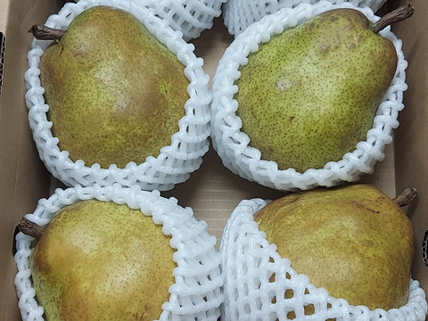 【ラフランス専業農家が贈る🍐】ラ・フランス 訳あり２kg４〜７玉入り　２Lサイズ以上のみ！【規格外】