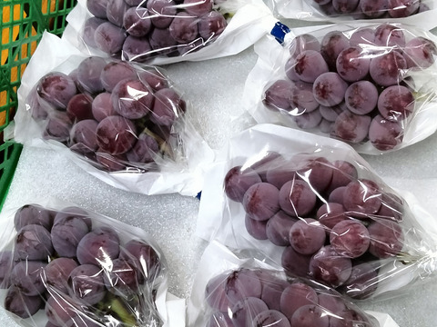 【今季最終受注】甘み・香り抜群　種なし大粒赤系品種　クイーンニーナ　約1.4〜1.5キロ（3房）