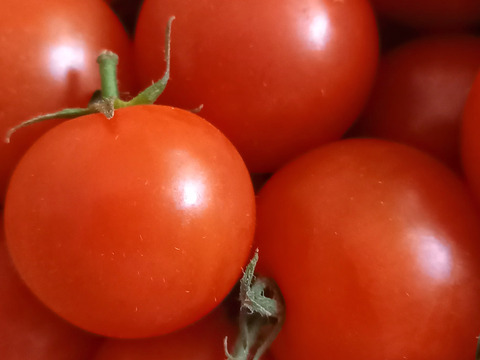 食べ出したら止まらない※おいし～甘～いトマ糖※フルティカ糖度９度以上※１ｋｇ