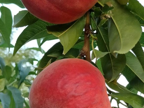 シャキっと美味しい❗️希少なワッサー(家庭用3㎏以上)