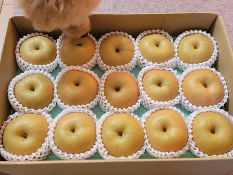 秋は南水梨で間違いナシ！！ 南水 梨 （5kg）