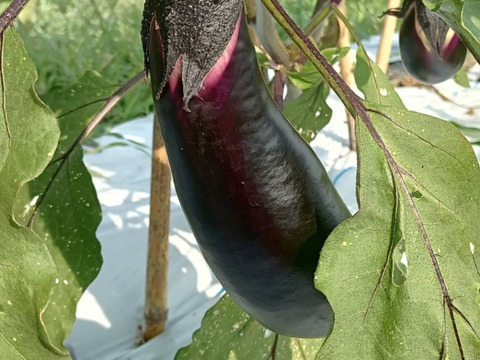 自然栽培なす　焼き茄子、正直とろけます！【予約販売開始　数量限定】自然栽培★希少固定種 在来種専門農家（ Awaji369farmからお届け）農薬不使用　無肥料栽培【淡路島産　固定種　なす1.5kg】