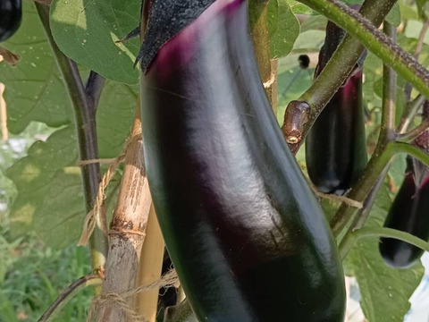 自宅栽培 タイ茄子　16kg 61Rg9VIDyAL._UF350,350_QL80_.jpg