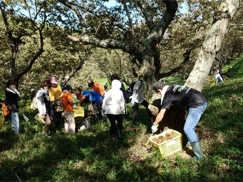 マロマロファームの栗  2L～3Lサイズ  1.2kg