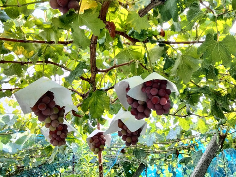 【今季最終受注】甘み・香り抜群　種なし大粒赤系品種　クイーンニーナ　約1.4〜1.5キロ（3房）