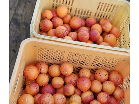 採れたてあま〜い❣和歌山有田産 木成り熟成ブラッドオレンジ 〜極上のコクと香り〜