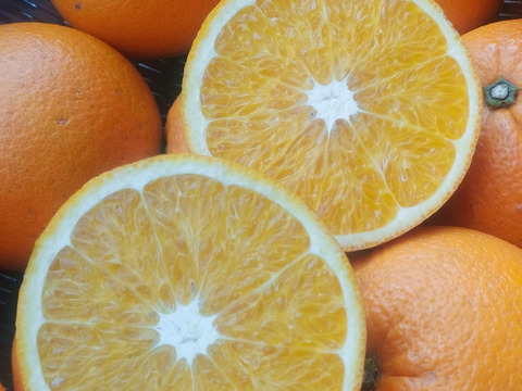 香り豊かな島育ちの南国味！ネーブルオレンジ-カットフルーツ( 8kg)