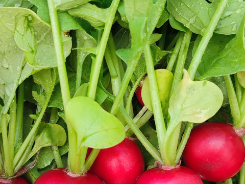 【アワード受賞福袋】旬野菜おまかせSセット(5品目) 期間限定！！