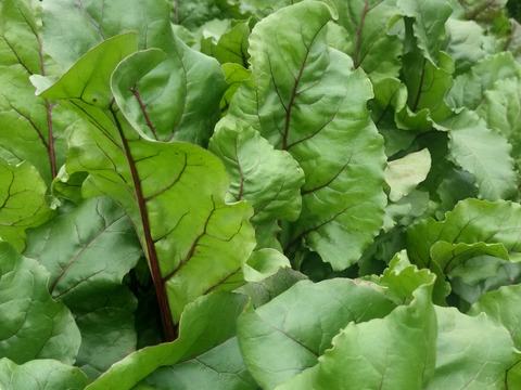 【農薬化学肥料不使用】程よい甘さで栄養豊富！ビーツ 約1.8kg