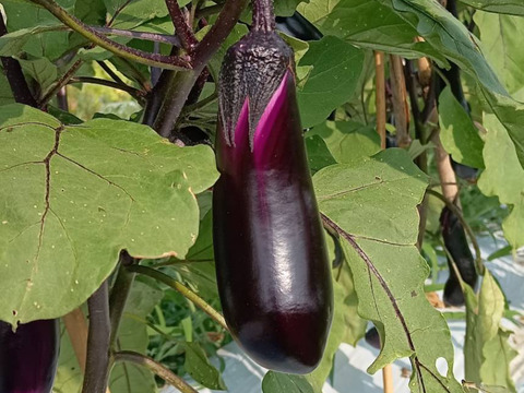 自宅栽培　タイ茄子　16kg 自宅栽培 タイ茄子 16kg - メルカリ