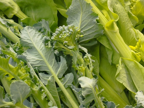 春のオススメ☆花菜類セット(茎ブロッコリーと菜の花のセット)