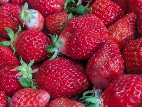 【クール便】加工用いちご^^農家直送だから！新鮮(1kg)
