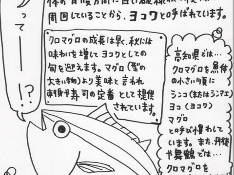 【冬ギフト】ヨコワ(ヨコ)クロマグロの子刺身柵、フライ用セット