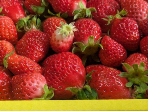 【クール便】加工用いちご^^農家直送だから！新鮮(1kg)