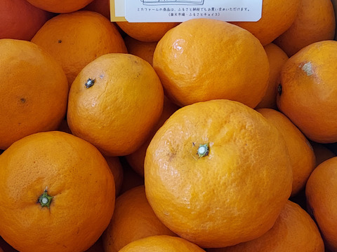 濃厚なカラマンダリンとジューシーなセミノール （ 約10kg）【柑橘食べ比べ】