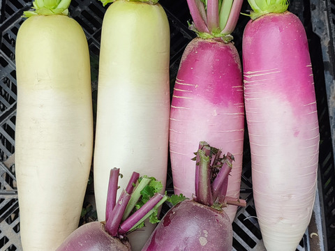 【アワード受賞福袋】旬野菜おまかせSセット(5品目) 期間限定！！