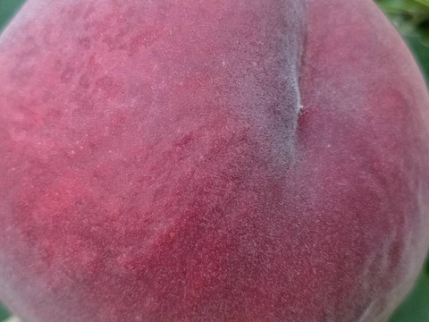 硬くて甘い桃！「なつっこ」(秀品) 約2㎏