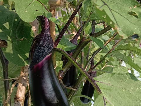 自然栽培なす　焼き茄子、正直とろけます！【予約販売開始　数量限定】自然栽培★希少固定種 在来種専門農家（ Awaji369farmからお届け）農薬不使用　無肥料栽培【淡路島産　固定種　なす1.5kg】