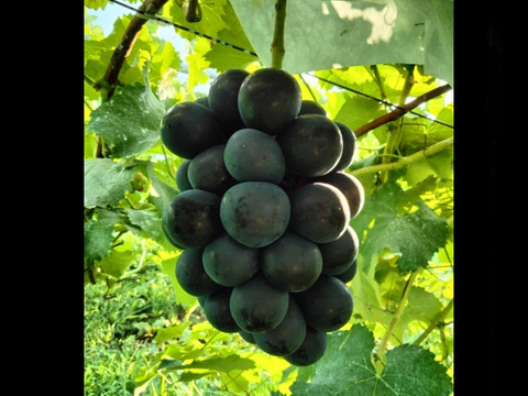 ブドウの本場山梨県産　大人気ナガノパープル　種なし皮ごと大粒！　約2.4キロ（4〜5房）