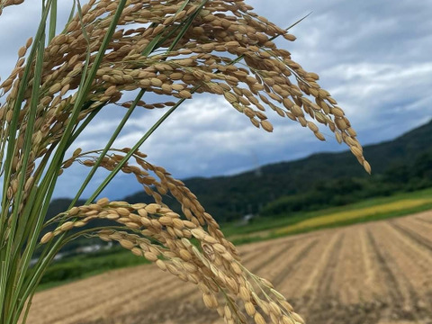 【朝市限定】訳あり　特別栽培次郎柿2.3kgと新米コシヒカリ1.8kg