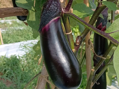 自宅栽培　タイ茄子　16kg 自宅栽培 タイ茄子 16kg - メルカリ