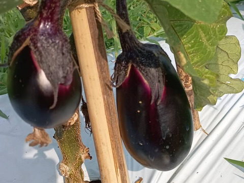 自然栽培なす　焼き茄子、正直とろけます！【予約販売開始　数量限定】自然栽培★希少固定種 在来種専門農家（ Awaji369farmからお届け）農薬不使用　無肥料栽培【淡路島産　固定種　なす1.5kg】