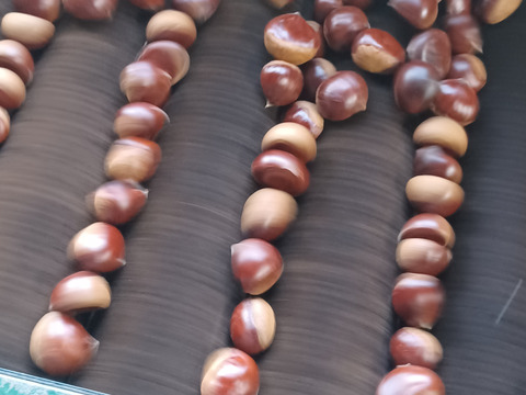 マロマロファームの栗  2L～3Lサイズ  1.2kg