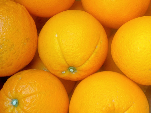 香り豊かな島育ちの南国味！ネーブルオレンジ-カットフルーツ( 8kg)