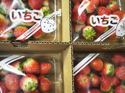 即日発送】いちご「夏のしずく」 レギュラーパック 1kg （250g×4p