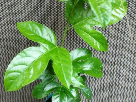 パッションフルーツの苗◎40センチ超のLサイズ◎事前連絡にて数量対応可能てす。