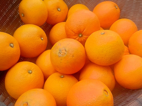 香り豊かな島育ちの南国味！ネーブルオレンジ-カットフルーツ( 8kg)