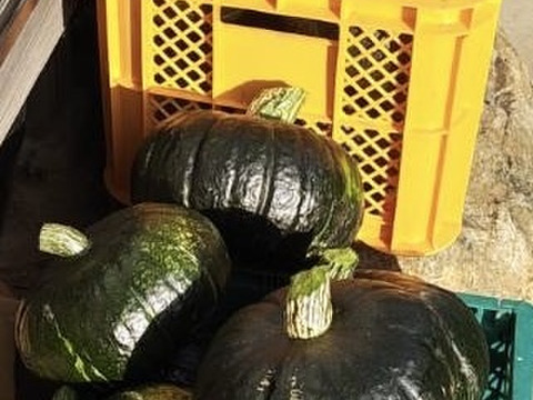 【大玉】栗のように甘くてホクホク！黒い宝玉・ブラックのジョー！栗カボチャ【数量限定】1つ４ｋｇ以上の大玉を厳選してお届け！年末年始はかぼちゃを食卓に！