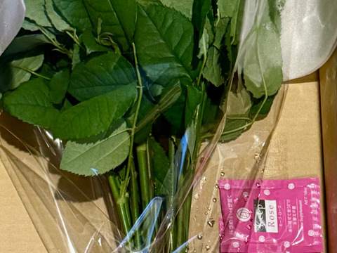 【イリオス15本】期間限定2月まで1日1束🍋レモンイエロー🍋【ご自宅用簡易ラッピング】