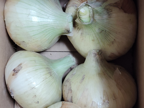 大きい3.8kg🧅新玉ねぎ🧅淡路島極熟玉葱　今が旬‼️ 特別栽培農産物　シャーロットオニオン