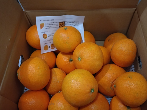 【訳あり】そらまどんな 天空の果樹園 愛媛産まどんな 5kg