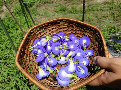 淡路島フレッシュバタフライピー【自然栽培固定種在来種専門農家Awaji369farm】バタフライピー農薬不使用　無肥料栽培　内容【フレッシュバタフライピー】『30グラム』生バタフライピー朝採り